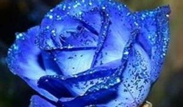 蓝色妖姬爆料完整视频大全,完整视频大全幕后故事大公开